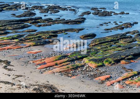 Gardenstown Aberdeenshire Écosse la plage et les rochers de grès rouge lisses partiellement recouverts d'algues Banque D'Images