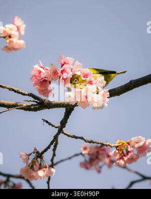 Vue d'un oiseau japonais vibrant à yeux blancs niché parmi les délicates fleurs roses d'un cerisier contre le ciel bleu doux, Komatsugaike Park, MIUR Banque D'Images