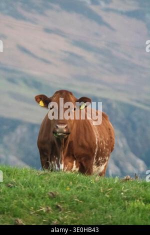 Vache brune debout sur une colline herbeuse dans le comté rural de Donegal, Irlande. Banque D'Images