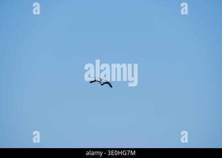 Goélands argentés juvéniles (Larus argentatus smithsonianus) poursuivant un aigle à tête blanche (Haliaeetus leucocephalus) contre un ciel bleu ouvert Banque D'Images