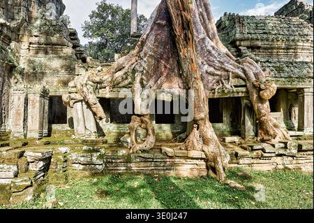 De grandes racines recouvrent la structure en pierre d'un ancien temple de Ta Prohm, au Cambodge. La nature s'empare de sites historiques et de ruines. Banque D'Images