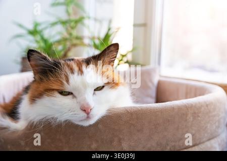 Chat calico paisible avec les yeux verts reposant dans un lit de chat moelleux près d'une fenêtre lumineuse. La lumière naturelle chaleureuse crée une atmosphère chaleureuse et met en valeur f Banque D'Images