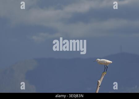 Une magnifique photographie de la faune et de la flore sereine représentant une aigrette de bétail (Bubulcus ibis) perchée attentivement sur un poteau en bois altéré près d'Alcamo mari Banque D'Images