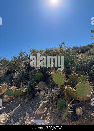 Cactus de barbarie poussant sur une colline désertique rocheuse sous un soleil brillant et un ciel bleu clair dans le sud-ouest américain, États-Unis. Banque D'Images