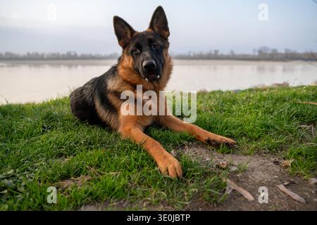 Berger allemand repose dans une herbe verte vibrante près d'une rivière, regardant attentivement vers l'avant et incarnant loyauté et compagnie dans un être naturel Banque D'Images