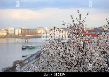 Le célèbre amandier fleurit sur la colline Gellért à Budapest, Hongrie avec le Danube et la place St Gellert en arrière-plan au début du printemps Banque D'Images