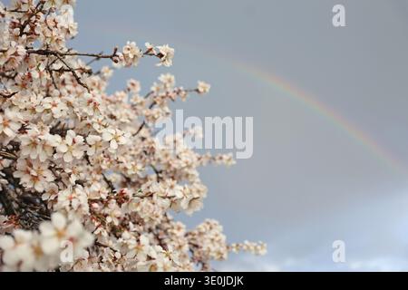 Le célèbre amandier fleurit sur la colline de Gellért à Budapest, Hongrie avec un arc-en-ciel en arrière-plan après la pluie au début du printemps Banque D'Images