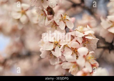 Photo en gros plan d'une branche de fleur d'amande avec des fleurs blanches avec des gouttes de pluie sur eux après la pluie contre un ciel bleu doux un jour de printemps Banque D'Images