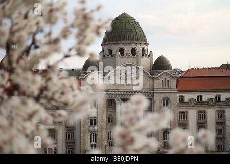Le célèbre amandier fleurit sur la colline de Gellért à Budapest, Hongrie avec le bain thermal de Gellért et l'hôtel en arrière-plan au début du printemps Banque D'Images