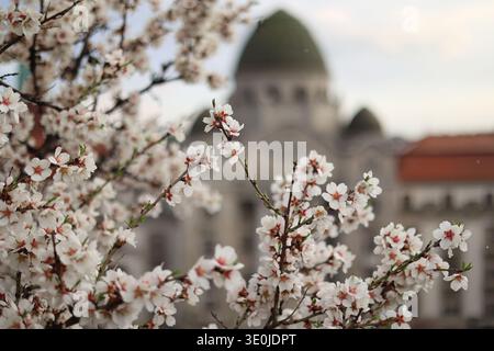 Le célèbre amandier fleurit sur la colline de Gellért à Budapest, Hongrie avec le bain thermal de Gellért et l'hôtel en arrière-plan au début du printemps Banque D'Images