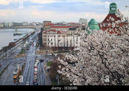 Le célèbre amandier fleurit sur la colline Gellért à Budapest, Hongrie avec le Danube et la place St Gellert en arrière-plan au début du printemps Banque D'Images