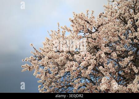 Amandiers fleurissant sur la colline de Gellért à Budapest, Hongrie au début du printemps Banque D'Images
