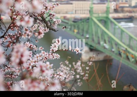 Le célèbre amandier fleurit sur la colline de Gellért à Budapest, Hongrie avec le Danube et le pont de la liberté en arrière-plan au début du printemps Banque D'Images