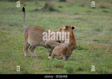 Des lionceaux jouer combats, Masai Mara National Reserve, Kenya Banque D'Images