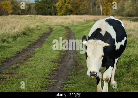 Jeune vache noire et blanche marchant sur un chemin de terre à travers une prairie verdoyante dans la campagne Banque D'Images