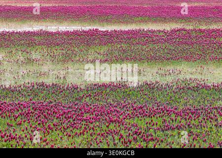 Champ de trèfle cramoisi (Trifolium incarnatum) au printemps, Millsboro, Comté de Sussex, Delaware Banque D'Images