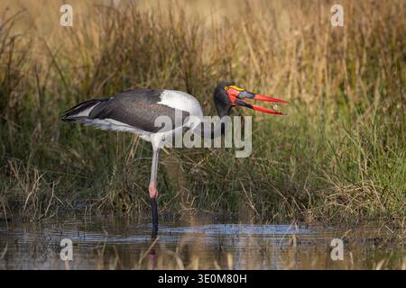 Cigogne à bec de selle (Ephippiorhynchus senegalensis) avec une grenouille dans son bec. Échassier rare dans les zones humides du delta de l'Okavango, Botswana. Banque D'Images