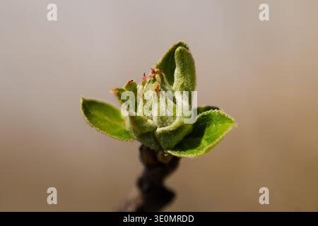 Plan macro d'un bourgeon de pommier s'ouvrant au début du printemps, montrant des feuilles vertes floues et un soupçon de fleurs roses. Banque D'Images