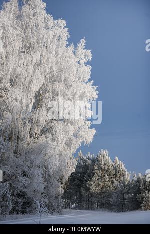 Forêt d'hiver pittoresque avec des arbres fortement couverts de gel et de neige fraîche le long d'un chemin enneigé tranquille sous un ciel bleu clair. Landsca paisible par temps froid Banque D'Images