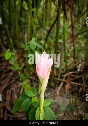 Gros plan d'un bourgeon de gingembre rose torche (bunga kantan) poussant dans un jardin tropical luxuriant. Banque D'Images