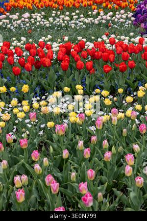 L'abondance de couleurs et de senteurs de diverses espèces de fleurs fleurissant dans le jardin de printemps Banque D'Images