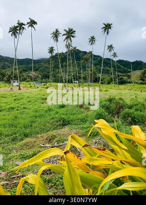 De grands palmiers s'élevant au-dessus d'un champ tropical herbeux avec de petites maisons rurales et des collines boisées sous le ciel nuageux. Banque D'Images