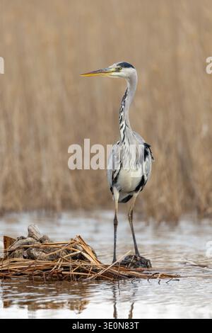 Héron cendré Ardea cinerea ; Royaume-Uni ; Banque D'Images