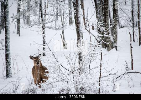 Un cerf de Virginie qui se nourrit pendant une tempête hivernale dans le parc national Acadia. Banque D'Images