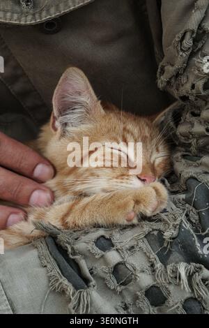 Chaton gingembre mignon reposant sur les genoux de l'homme en veste militaire Banque D'Images