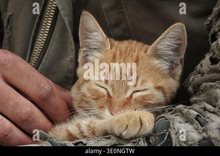 Chaton gingembre mignon reposant sur les genoux de l'homme en veste militaire Banque D'Images