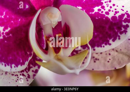 Orchid Banque D'Images