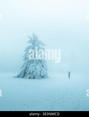 Vue d'un pin chargé de neige se dresse sentinelle dans le paysage givré, une figure solitaire bravant la brume éthérée de l'hiver, Bellefosse, Grand est, France Banque D'Images