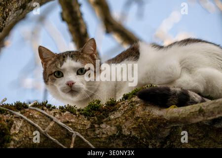 Tabby et chat domestique blanc couché sur une branche d'arbre moussue, regardant directement la caméra avec les yeux verts, angle bas Banque D'Images