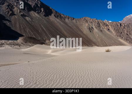 Les dunes de sable ondulées de Hunder se trouvent au pied de pentes de montagne abruptes et arides sous un ciel bleu clair dans le désert de haute altitude. Banque D'Images