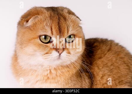 Portrait en gros plan extrême du chat Golden Scottish Fold. Photo macro du visage de chat au gingembre avec de grands yeux verts et des oreilles pliées Banque D'Images