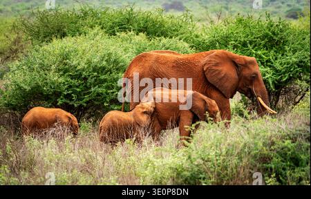 Famille d'éléphants d'Afrique avec adulte et deux veaux marchant à travers les arbustes verts de savane et les hautes herbes dans l'habitat naturel de la faune. Banque D'Images
