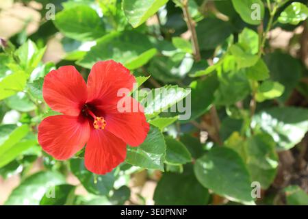 fleur d'hibiscus rouge dans le parc Banque D'Images