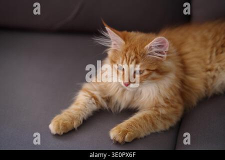 Red tabby chaton sibérien jouant Banque D'Images