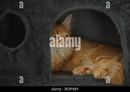 Red tabby chaton sibérien jouant Banque D'Images