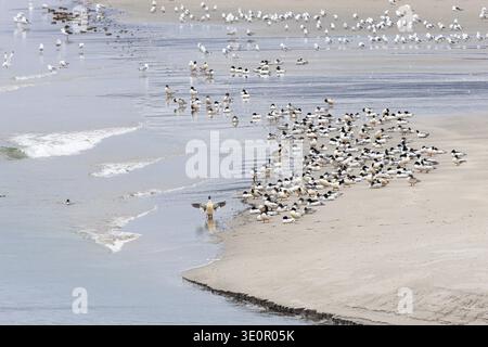 Large plage de sable avec une colonie mixte de goosanders, goosanders (Mergus merganser) en face, grand groupe de repos et de nettoyage, Varanger, Finnmark, Norvège Banque D'Images