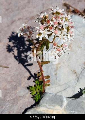 Gros plan de la pierre blanche qui pousse directement à partir de roches naturelles accidentées dans les Alpes suisses. Les petites fleurs en forme d'étoile se distinguent de manière éclatante. Banque D'Images