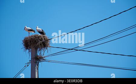 Une paire de cigognes dans leur nid sur un poteau électrique à haute tension avec de nombreuses lignes électriques contre un ciel bleu. Panorama Banque D'Images