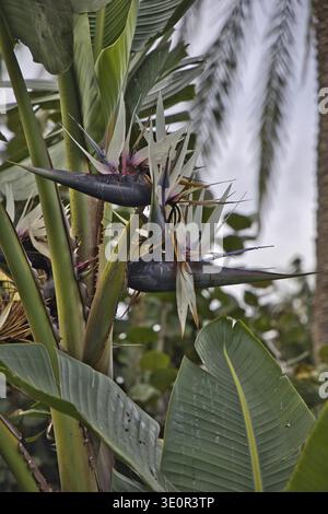 Strelitzia nicolai, l'énorme oiseau blanc de fleur de paradis, fleurit sur un arbre. Plante tropicale exotique avec de grandes feuilles vertes et unique comme un oiseau Banque D'Images