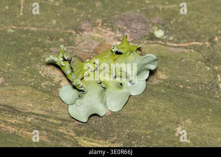 Lichen commun Greenshield Flavoparmelia caperata poussant sur des organismes composites de myrte crêpe. Banque D'Images