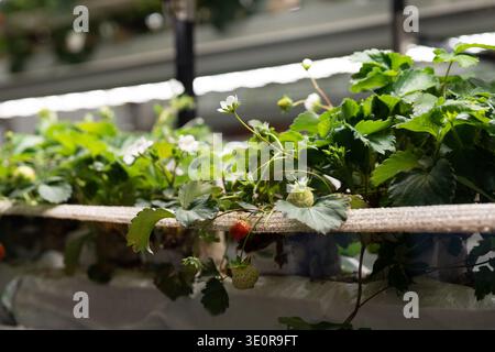 Culture de fraises en serre. Mini-ferme pour cultiver Fragaria en intérieur dans un sol artificiel. Banque D'Images