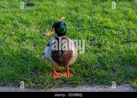 Gros plan d'un colvert ou d'un canard sauvage, un canard dabbling Banque D'Images
