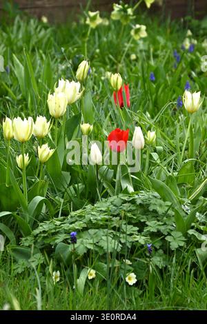 Scène printanière avec un mélange de tulipes blanches et rouges poussant dans l'herbe, y compris double Tulipa 'mondial dans UK Garden March Banque D'Images