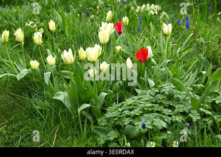 Scène printanière avec un mélange de tulipes blanches et rouges poussant dans l'herbe, y compris double Tulipa 'mondial dans UK Garden March Banque D'Images
