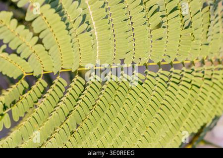 Feuilles en forme de fougère d'un arbre à soie persan (Albizia julibrissin) à Tenerife, Canaries, Espagne Banque D'Images