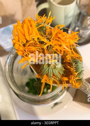 Les fleurs de calendula séchées sont tenues au-dessus d'un pot dans une cuisine. Le processus consiste à préparer ces herbes pour la tisane. Les herbes vertes fraîches sont également des prèses Banque D'Images